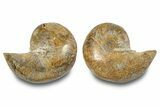 Jurassic Cut & Polished Nautilus (Cymatoceras) Fossil -Madagascar #283120-1